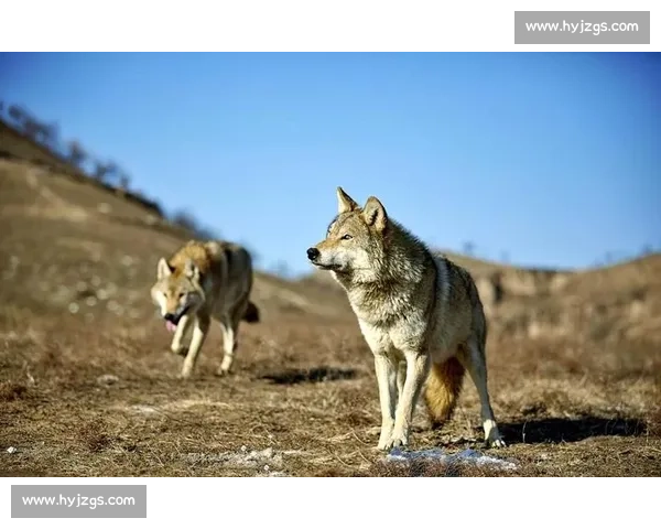 荒原夜战熊王独斗狼群生死对决的自然生存史诗真实记录瞬间